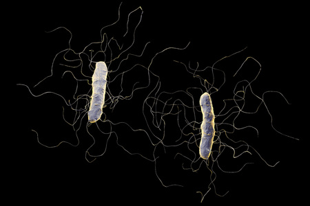 Clostridium difficile bacterium isolated on black background, 3D illustration. Bacteria which cause pseudomembraneous colitis and are associated with nosocomial antibiotic resistanceの写真素材