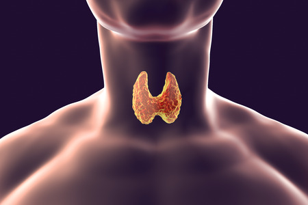 Thyroid gland inside human body. 3D illustrationの写真素材