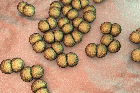 Bacteria Neisseria meningitidis, or meningococcus, 3D illustration. Bacteria which cause meningitisの写真素材