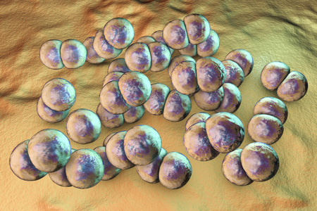 Bacteria Neisseria meningitidis, or meningococcus, 3D illustration. Bacteria which cause meningitis
