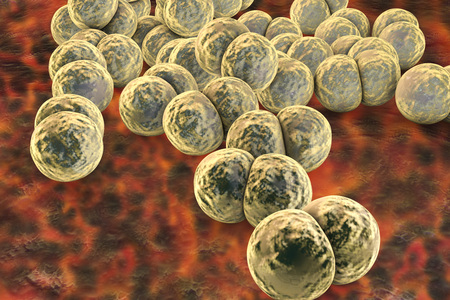 Bacteria Neisseria gonorrhoeae, gonoccoccus, diplococci which cause sexually transmitted infection...