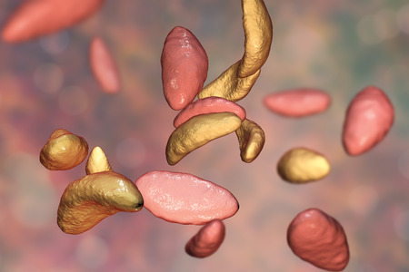 Parasitic protozoans Toxoplasma gondii which cause toxoplasmosis in tachyzoite stage, 3D...