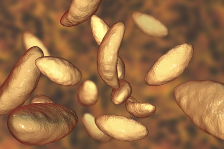 Parasitic protozoans Toxoplasma gondii which cause toxoplasmosis in tachyzoite stage, 3D illustrationの写真素材