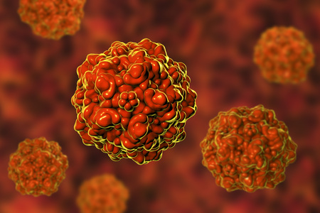 Porcine parvoviruses, 3D illustration, A virus which causes infection of fetus in swine leading to reproductive failureの写真素材