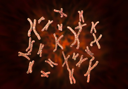 Set of human chromosomes, female karyotype, 3D illustrationの写真素材