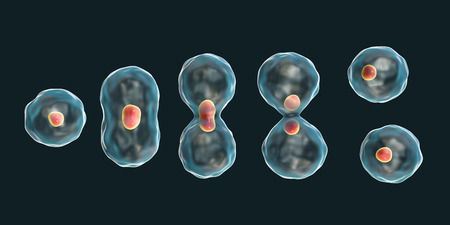 Division of a cell, mitosis concept, 3D illustrationの写真素材