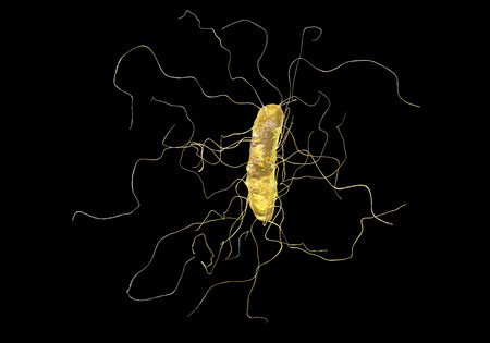 Clostridium difficile bacterium isolated on black background, 3D illustration. Bacteria which cause pseudomembraneous colitis and are associated with nosocomial antibiotic resistanceの写真素材