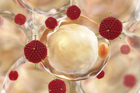Adenoviruses and fat cells, conceptual image, 3D illustration. Adenovirus 36 is supposed to be the...