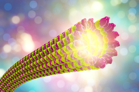 Microtubule, 3D illustration. A polymer composed of a protein tubulin, it is a component of cytoskeleton involved in intracellular transport, cellular mobility and nuclear divisionの写真素材