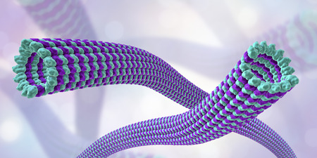 Microtubule, 3D illustration. A polymer composed of a protein tubulin, it is a component of cytoskeleton involved in intracellular transport, cellular mobility and nuclear divisionの写真素材