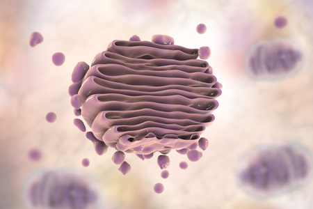 Golgi apparatus of the cell, close-up view, 3D illustration. Golgi apparatus is an organelle which has functions of cellular central delivery systemの写真素材