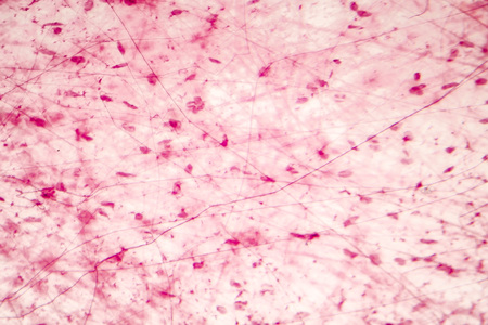 Human loose connective tissue, light photomicrograph, hematoxylin and eosin stainingの写真素材