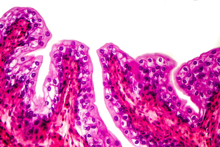 Transitional epithelium tissue of the urinary bladder under microscope, light micrograph, hematoxylin eosin stainingの写真素材