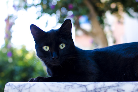 Black cat with green eyes looking at the cameraの写真素材