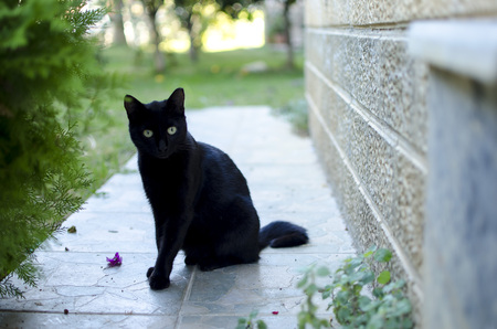 Black cat with green eyes sitting near the houseの写真素材