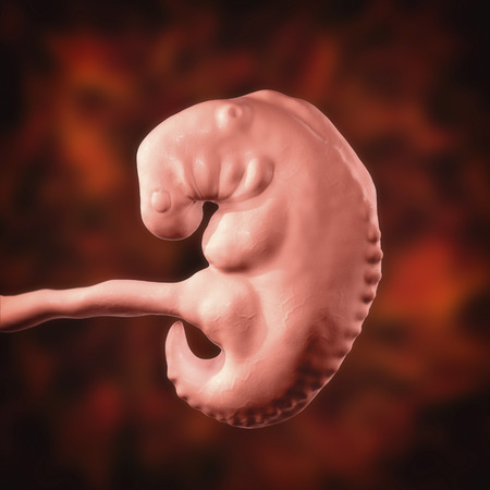 Pregnancy. 4 weeks embryo, middle part of the fourth week, scientifically accurate 3D illustration
