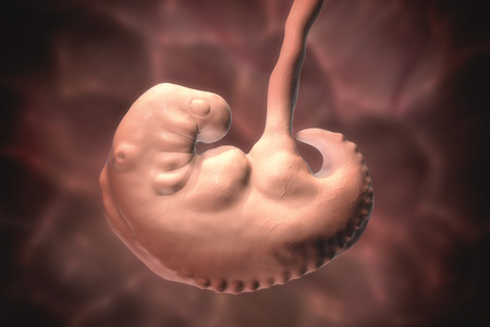Pregnancy. 4 weeks embryo, middle part of the fourth week, scientifically accurate 3D illustrationの写真素材