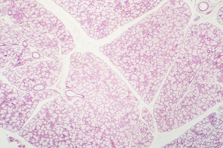 Glandular epithelium, micrograph of submandibular salivary glandの写真素材