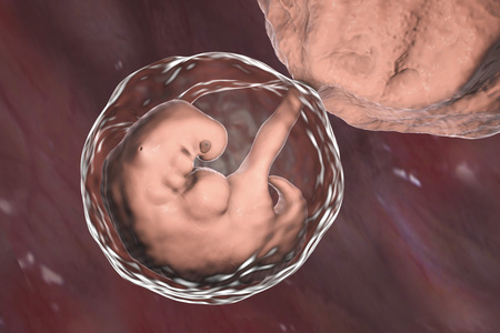 Pregnancy. 4 weeks embryo, middle part of the fourth week, scientifically accurate 3D illustration