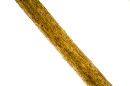 Human hair under microscope isolated on white backgroundの写真素材
