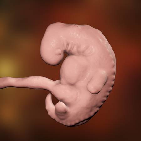 Four week embryo, late part of the fourth week on pregnancy, scientifically precise 3D illustrationの写真素材