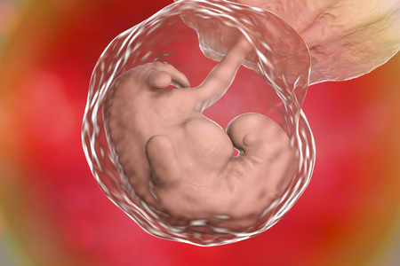 Four week embryo, late part of the fourth week on pregnancy, scientifically precise 3D illustrationの写真素材