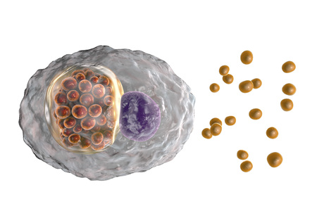Chlamydophila psittaci, bacteria that cause infection aquired from birds psittacosis, 3D...