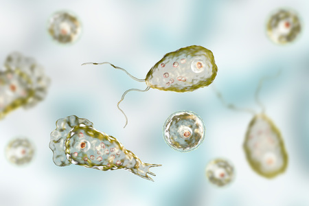 Brain-eating amoeba infection, naegleriasis. Flagellate forms, trophozites and cysts of the parasite...