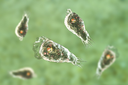 Brain-eating amoeba infection, naegleriasis. Trophozite, infectious form of the parasite Naegleria fowleri, 3D illustrationの写真素材