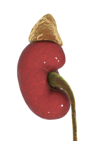 Human kidney with adrenal gland isolated on white background, 3D illustrationの写真素材