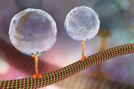 Intracellular transport, kinesin motor proteins transport molecules moving across microtubules, 3D illustrationの写真素材
