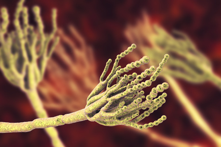 Fungi Penicillium which cause food spoilage and are used for production of the first antibiotic penicillin. 3D illustration showing spores conidia and conidiophoreの写真素材