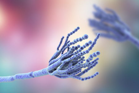 Fungi Penicillium which cause food spoilage and are used for production of the first antibiotic...