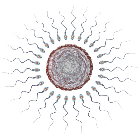 Fertilization of human egg cell by spermatozoan isolated on white background, 3D illustration