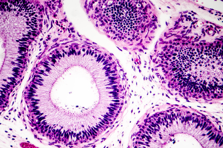 Histology of human epididymis tissue, micrograph. Photo under microscope.の写真素材