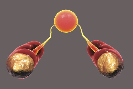 Human urinary system, top view, kidneys with adrenals on top, urethers and urinary bladderの写真素材