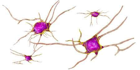 Neuron, brain cell isolated on white background, neural network, 3D illustration. Human nervous...