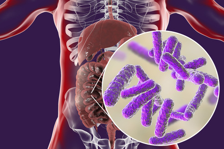 Intestinal microbiome, anatomy of human digestive system and close-up view of enteric bacteria, 3D illustrationの写真素材