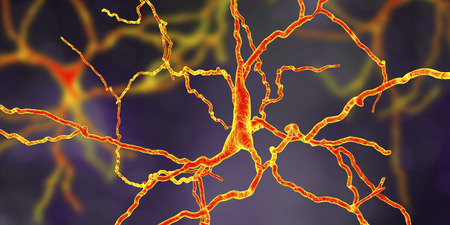 Dopaminergic neuron, computer reconstruction. Dysfunction of this brain cells are responsible for...