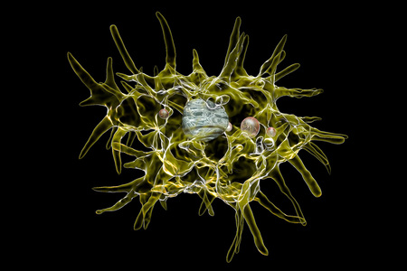 Acanthamoeba castellanii amoeba, 3D illustration. Amoeba found in all aquatic habitats and soil, causes ceratitis especially amongst contact lens wearersの写真素材