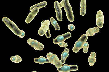 Clostridium perfringens bacteria, anaerobic spore-producing bacteria, the causative agent of gas...