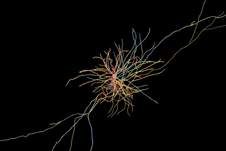 Human hippocampus neuron, computer reconstruction, 3D illustration. Damage of hippocampus is involved in development of Alzheimer's disease, other form of dementia, memory loss, epilepsy, depressionの写真素材