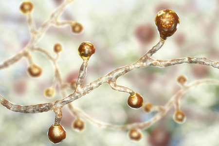 Blastomyces dermatitidis fungi, the causative agent of the disease blastomycosis affecting lungs,...