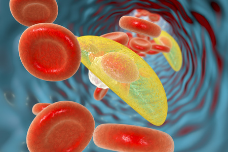 Toxoplasma gondii parasites in blood, the causative agent of toxoplasmosis disease, 3D illustration