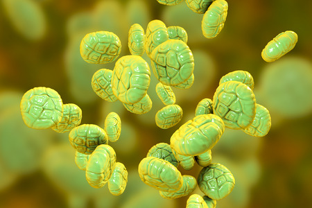Mimosa pollen, close-up view, 3D illustration. Pollen is a factor causing hay fever and allergic...