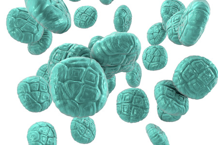 Mimosa pollen, close-up view, 3D illustration. Pollen is a factor causing hay fever and allergic...