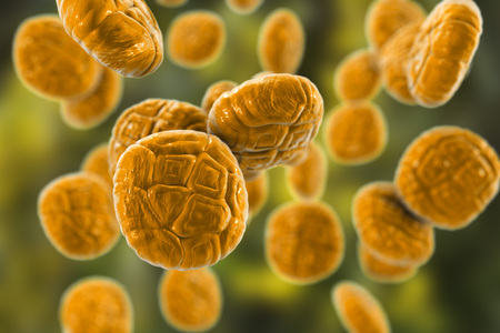 Mimosa pollen, close-up view, 3D illustration. Pollen is a factor causing hay fever and allergic rhinitisの写真素材