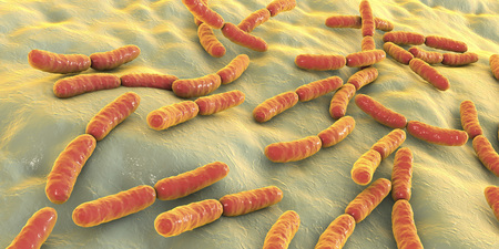 Bacteria Lactobacillus, 3D illustration. Normal flora of small intestine, lactic acid bacteria....