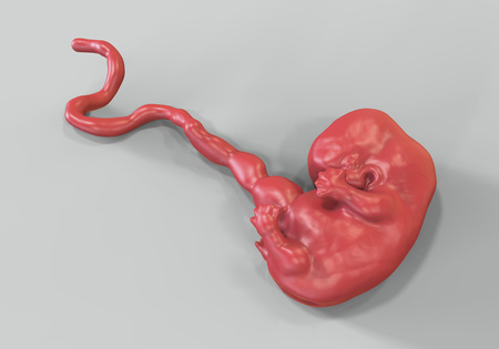 7-weeks human embryo, scientifically accurate 3D illustrationの写真素材
