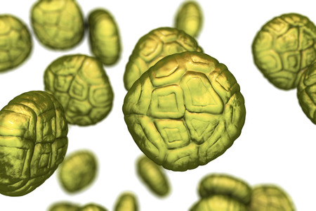 Mimosa pollen grains, close-up view, 3D illustration. Pollen is a factor causing hay fever and...